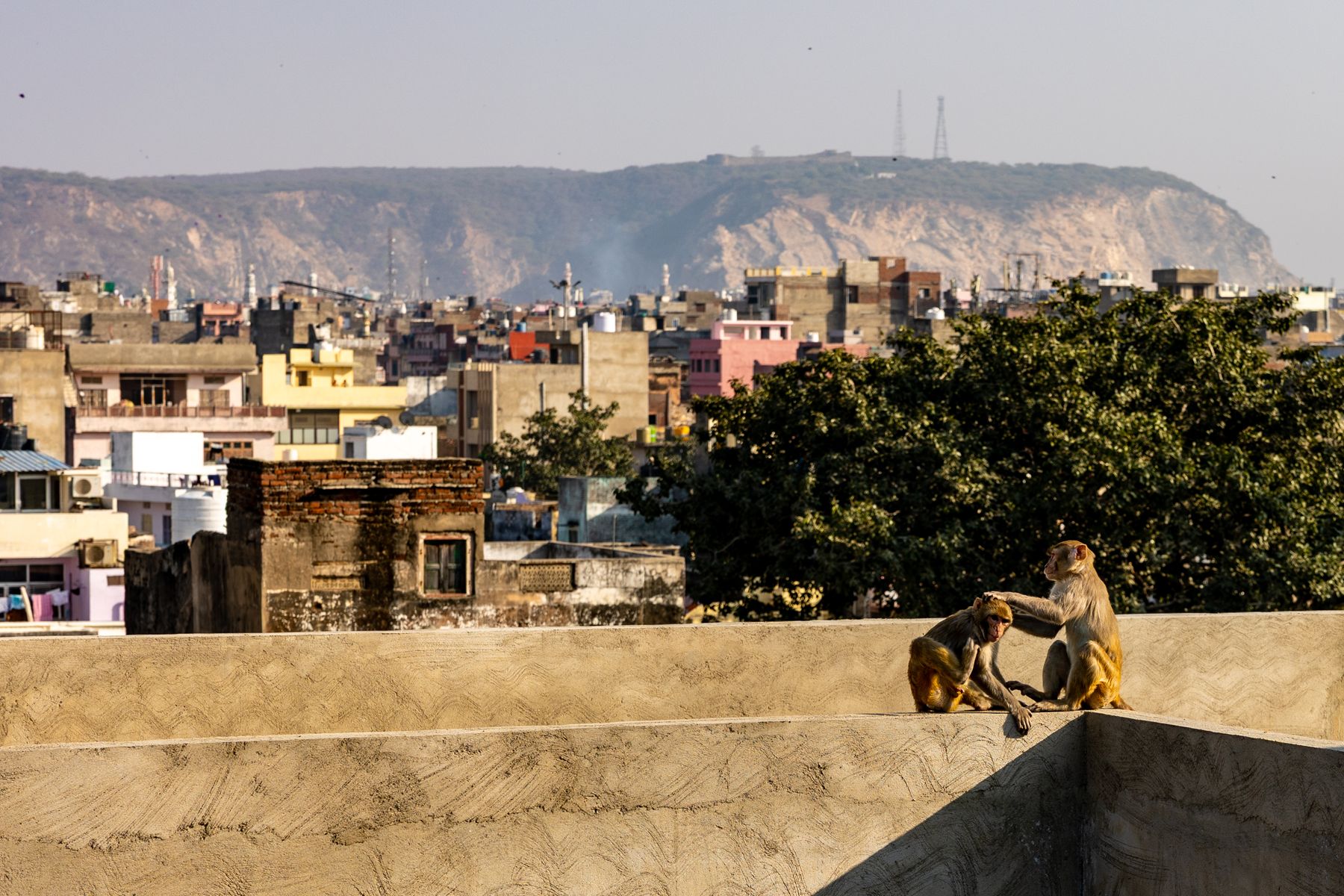 Jaipur Rooftops With Monkeys And Ridge